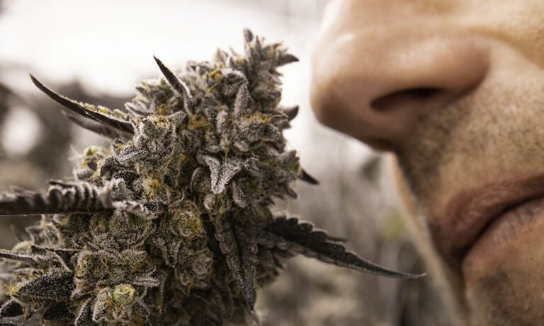 How to Blind Test Cannabis for an Elevated Experience - MEDCAN24