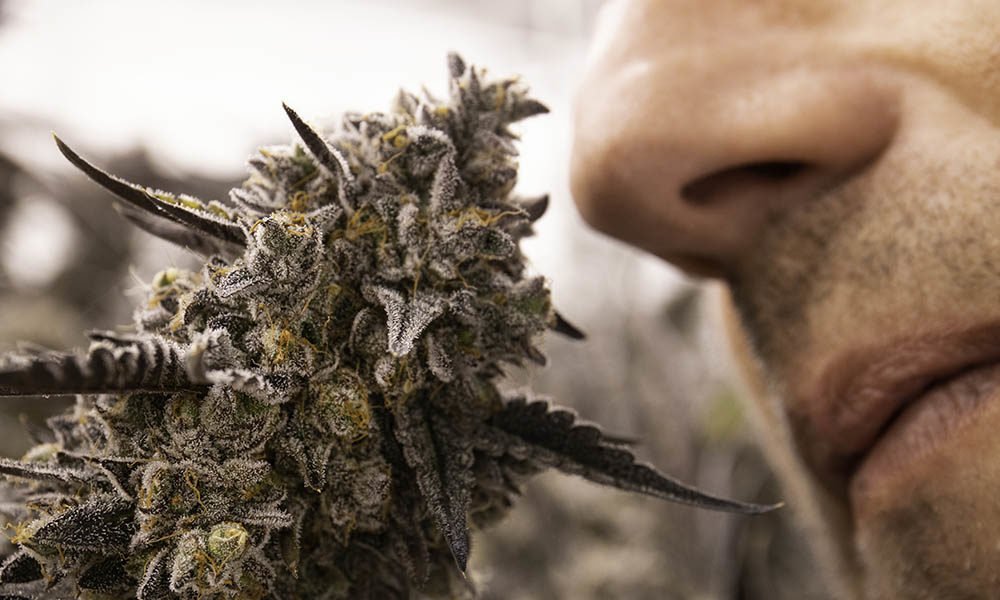 How to Blind Test Cannabis for an Elevated Experience - MEDCAN24