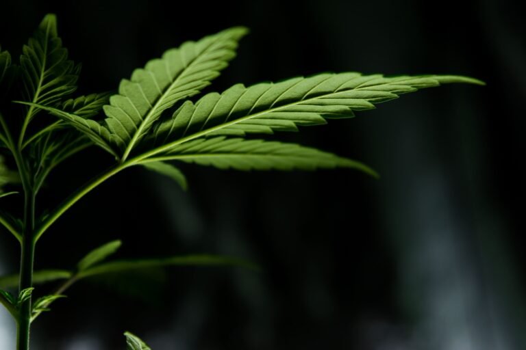 Top Massachusetts Marijuana Regulator Says Ballot Measures To Recriminalize Sales Would Imperil Tax Funds For Drug Treatment