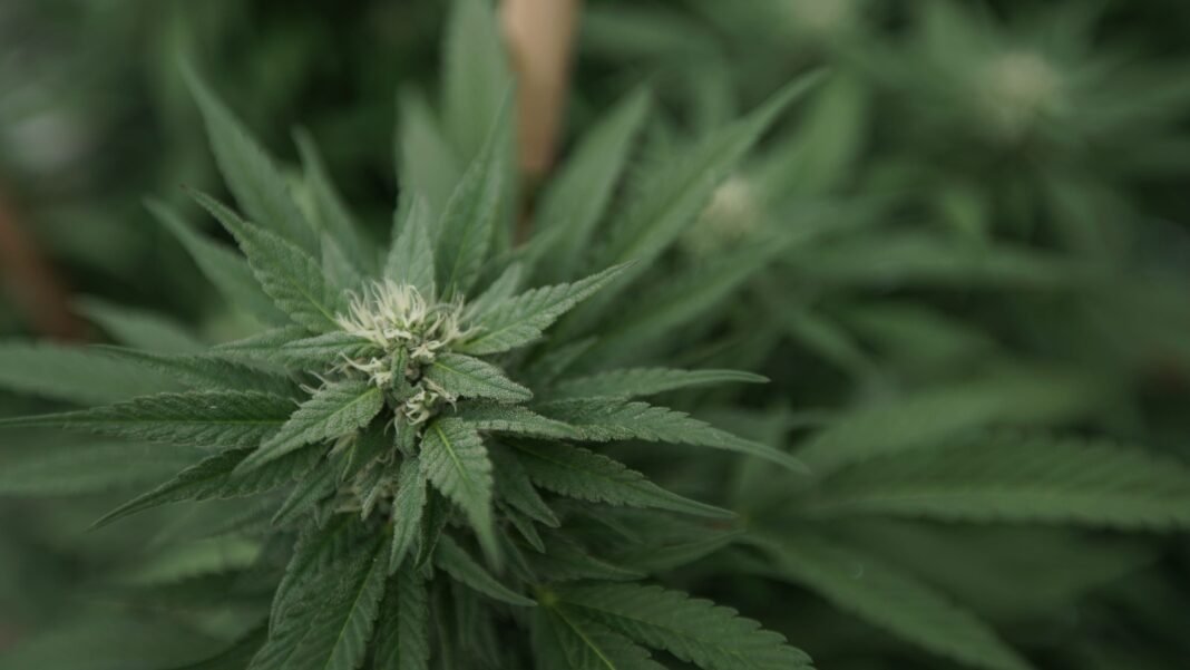 Ahead Of New Jersey Governor Election, GOP Candidate’s Comments On Marijuana As A ‘Gateway Drug’ Resurface