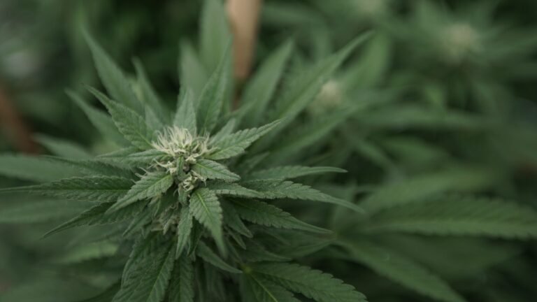 Ahead Of New Jersey Governor Election, GOP Candidate’s Comments On Marijuana As A ‘Gateway Drug’ Resurface