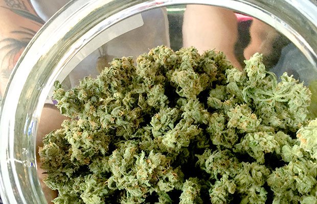Don’t Knock a Strong Cannabis Tolerance, It Could Help You Heal - MEDCAN24