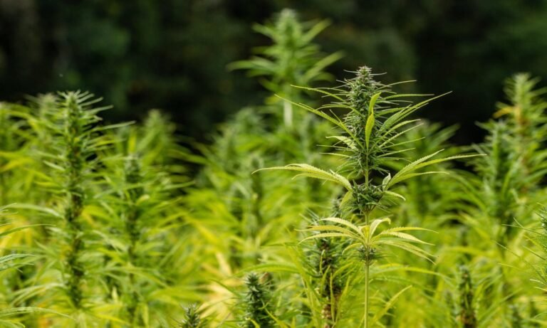 39 Bipartisan State And Territory Attorneys General Push Congress To Ban Intoxicating Hemp Products