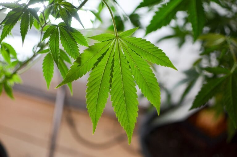Marijuana Company Sues DoorDash, Total Wine And Others Over Alleged Illegal Sales Of Hemp THC Products