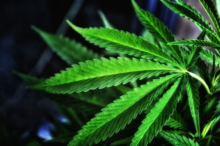 Nebraska Senator Files Formal Challenge To Restrictive Medical Marijuana Rules Signed By Governor