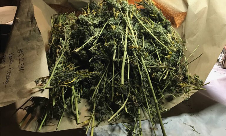 After Harvest: From Drying to Selling Cannabis - MEDCAN24