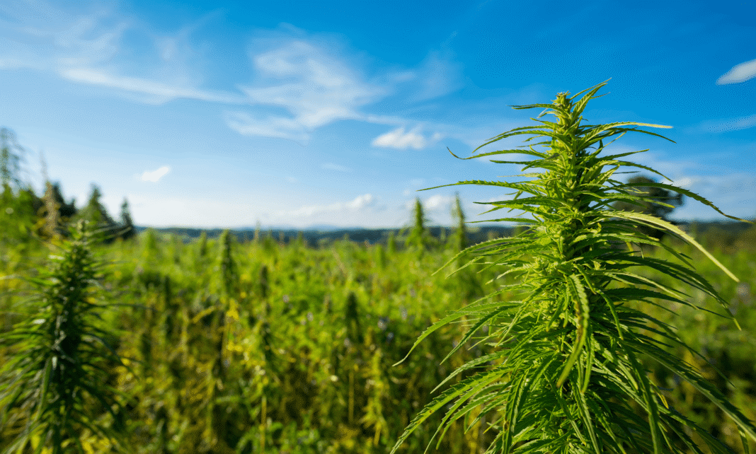 Kentucky Cultivator Harvests State’s First Medical Marijuana Crop As Governor Predicts Farmers Will ‘Grow A Whole Lot More’