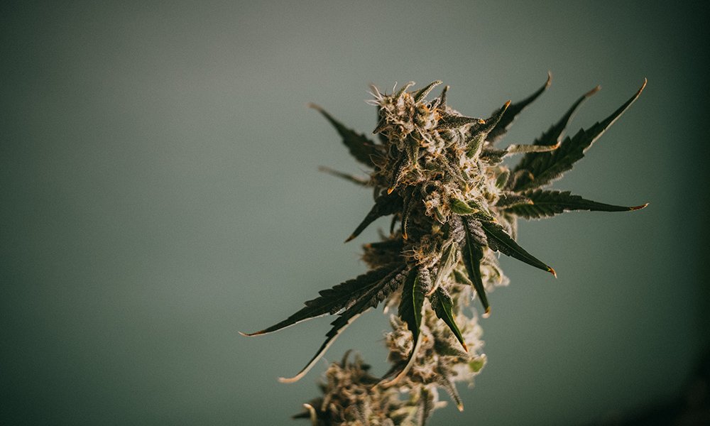 Your Home Grow Journey Starts With I Love Growing Marijuana - MEDCAN24