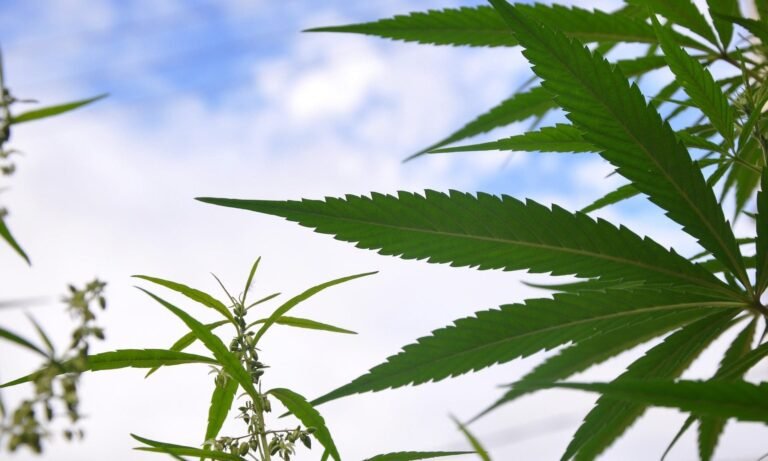 Florida Senator Files Bills To Provide Employment And Parental Protections For Medical Marijuana Patients Ahead Of 2026 Session
