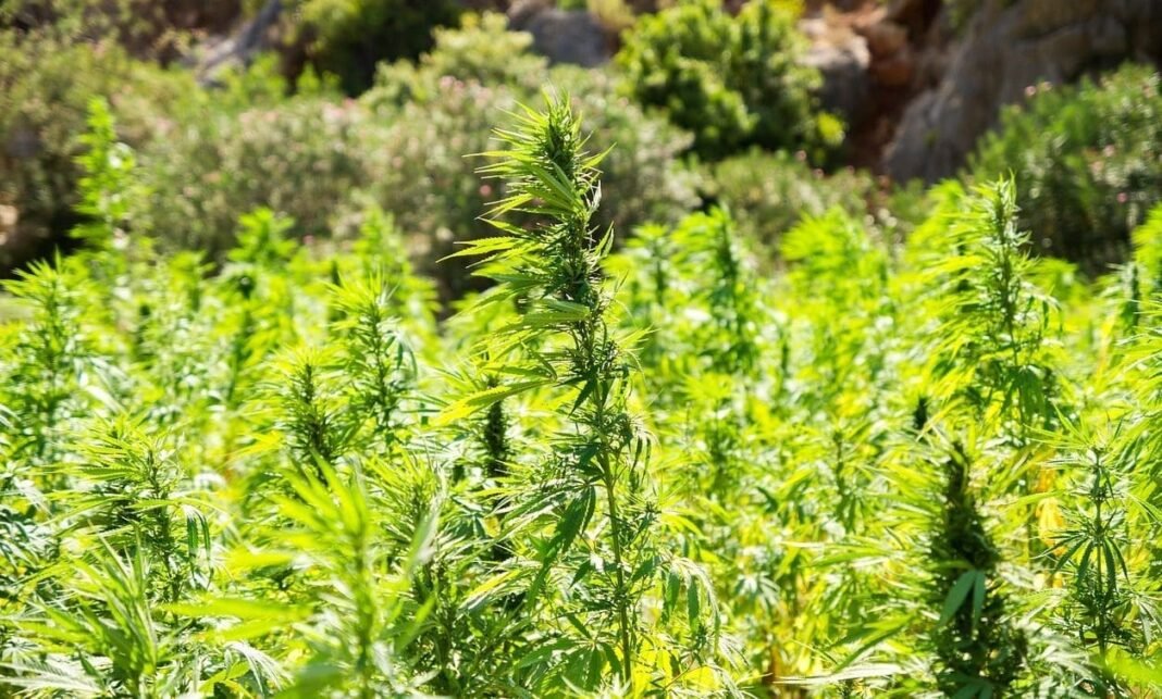 Future Of Federal Hemp Laws In Flux Amid Congressional Negotiations, But GOP Senators Say Alternatives To THC Ban Are On The Table