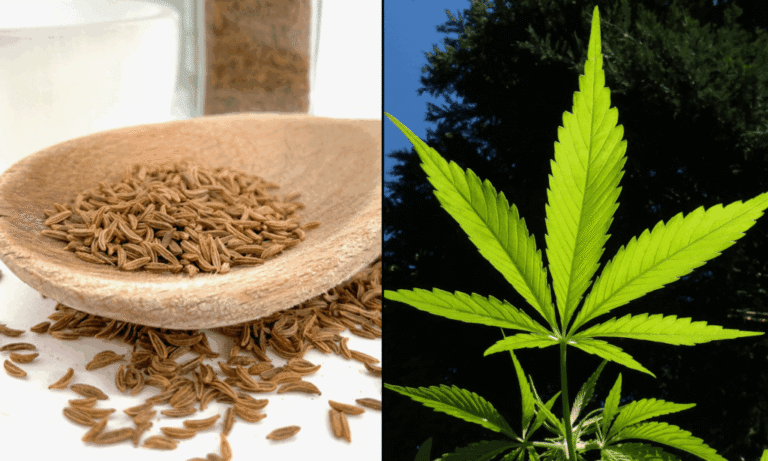 Scientists Develop New Class Of CBD Using A Common Kitchen Spice—Not Cannabis - MEDCAN24