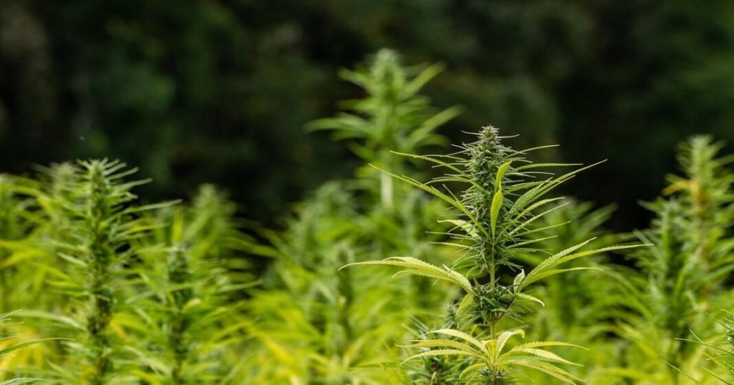 Hemp: Irrigation’s Impact On Biomass & Cannabinoid Yield