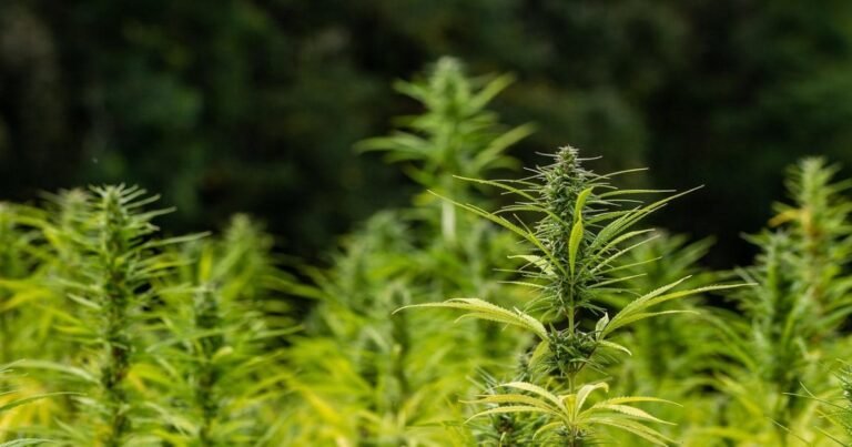 Hemp: Irrigation’s Impact On Biomass & Cannabinoid Yield