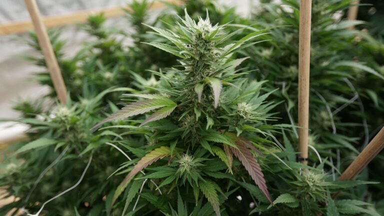 Nebraska Medical Marijuana Supporters Slam Restrictive Rules Proposed By Governor-Appointed Panel