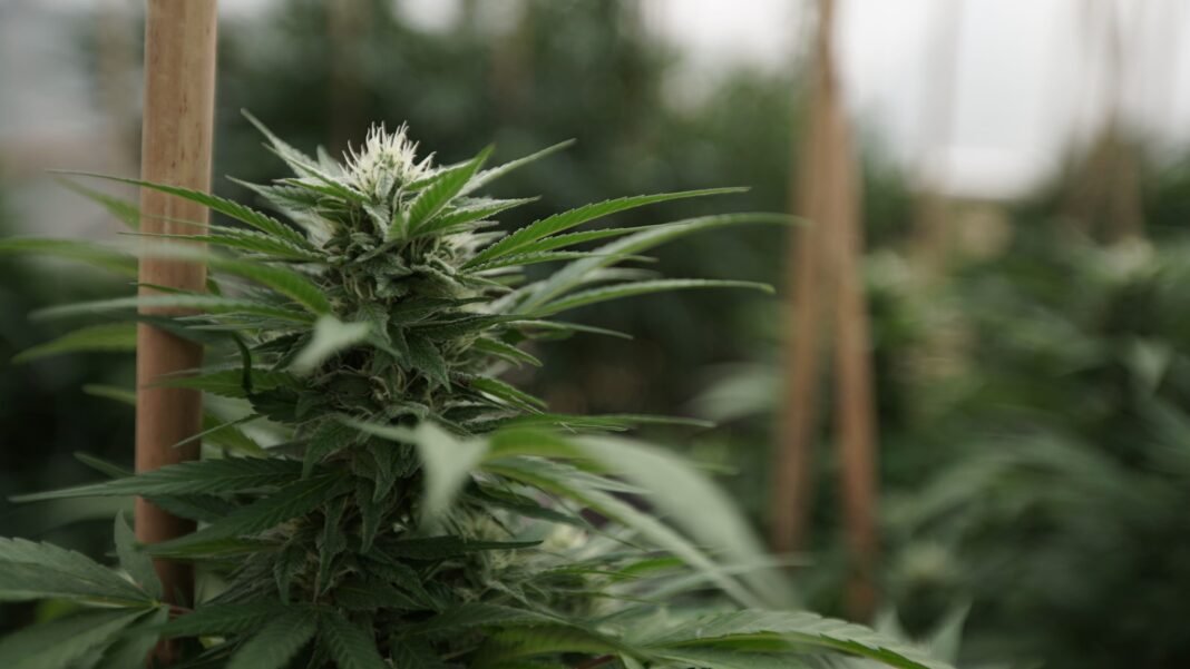 Missouri Marijuana Dispensaries Could Offer Curbside Pickup Under New Rules Proposed By State Officials