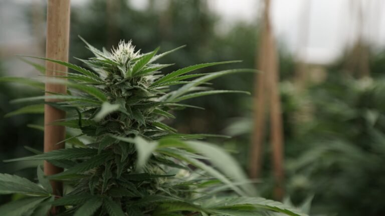 Missouri Marijuana Dispensaries Could Offer Curbside Pickup Under New Rules Proposed By State Officials