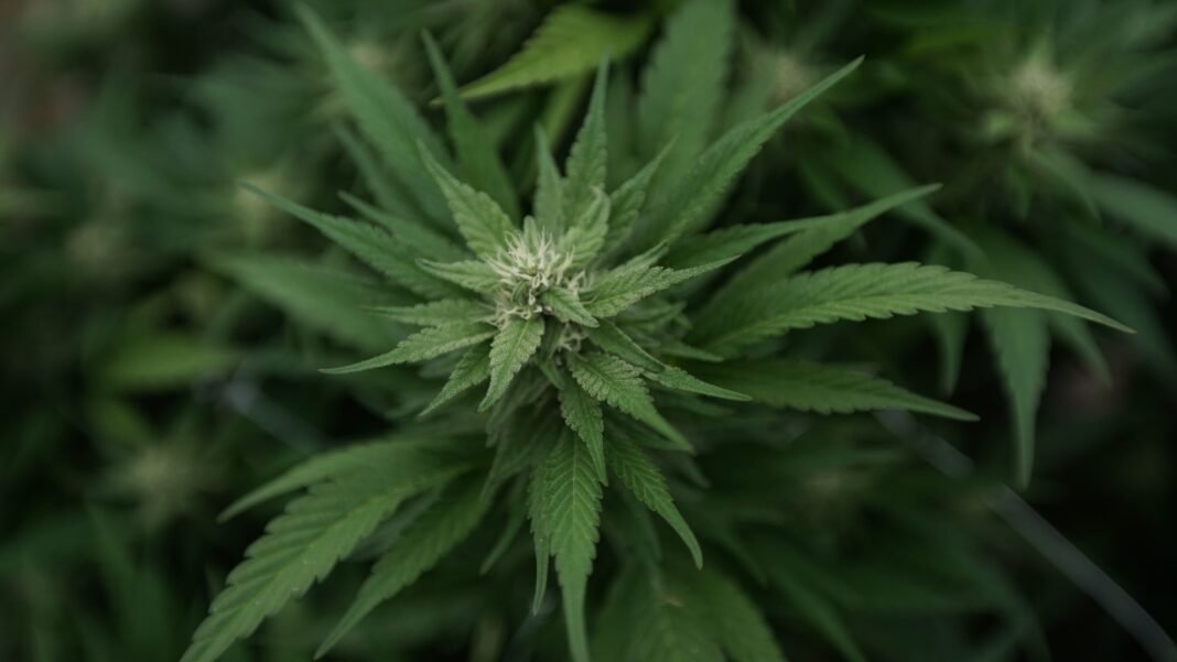 New Maine Ballot Initiative Would Roll Back Marijuana Legalization Law Approved By Voters