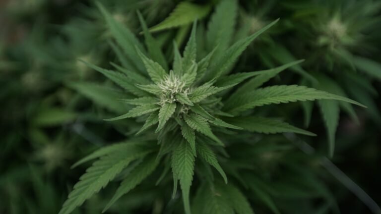 New Maine Ballot Initiative Would Roll Back Marijuana Legalization Law Approved By Voters