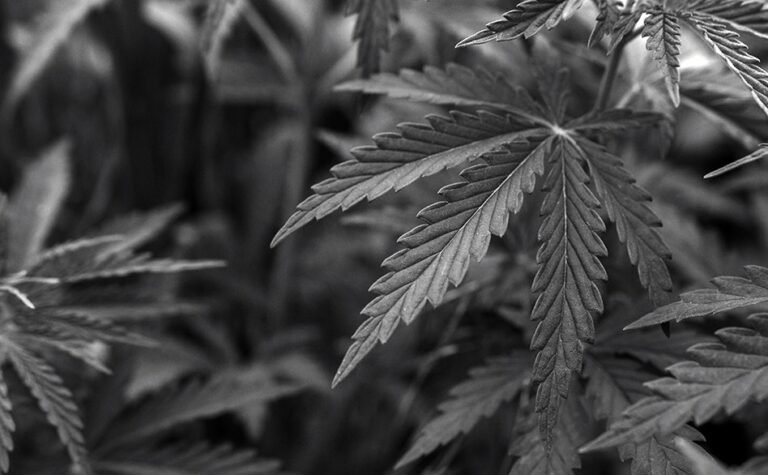 Massachusetts Ballot Campaign to End Adult-Use Cannabis Market ‘On Track’ to Collect Enough Signatures