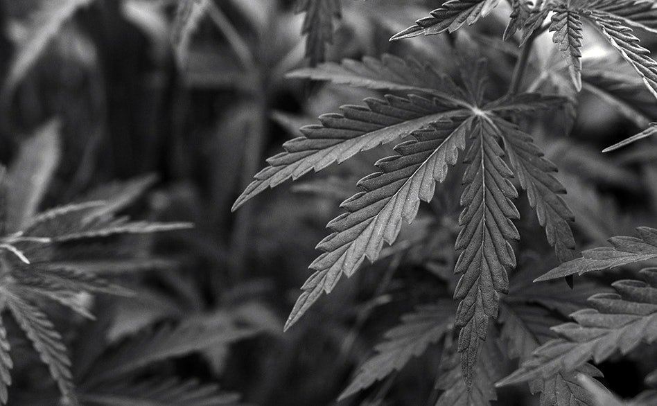 Massachusetts Ballot Campaign to End Adult-Use Cannabis Market ‘On Track’ to Collect Enough Signatures