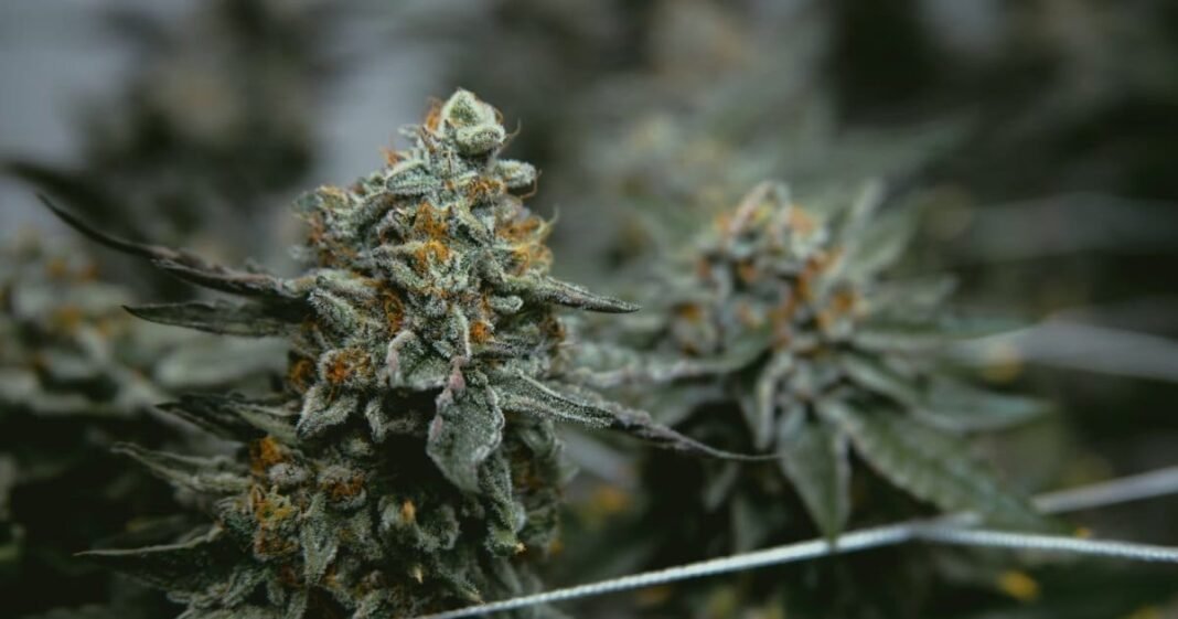 Idaho Medical Cannabis Act Petition Drive To Launch Soon