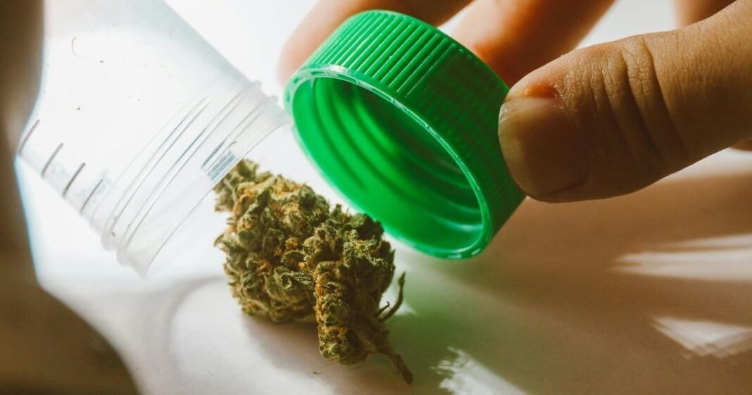 Penington: Cannabis Crackdown Could Put Patients At Risk