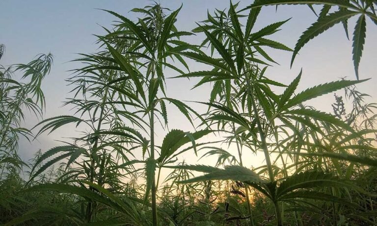 New Legislation Bans Hemp-Derived THC - MEDCAN24