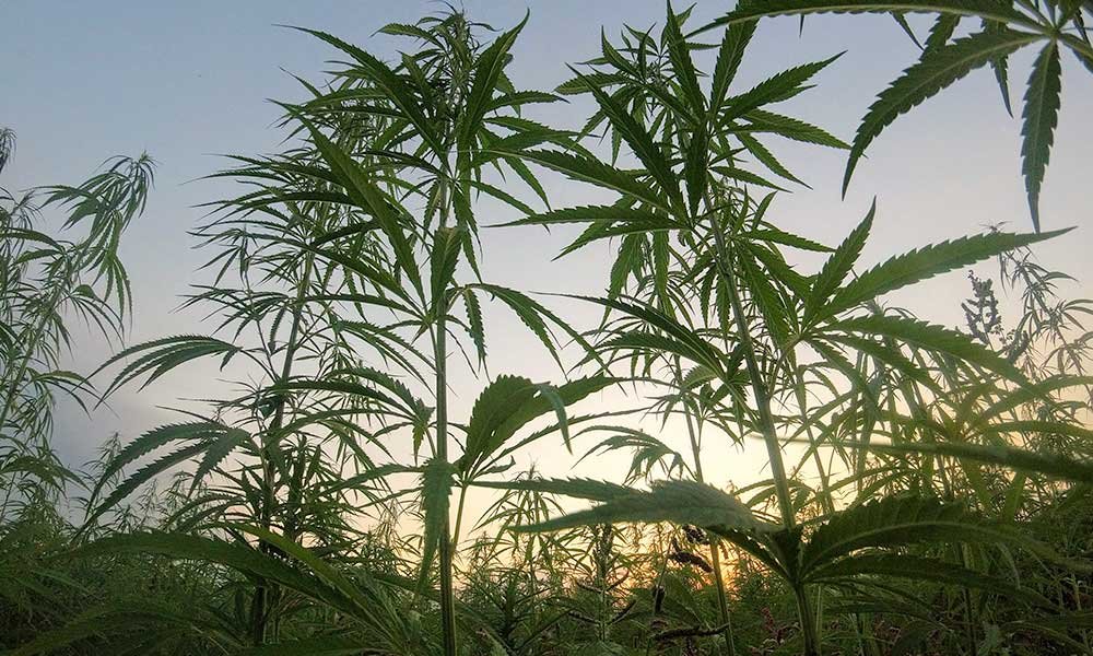 New Legislation Bans Hemp-Derived THC - MEDCAN24
