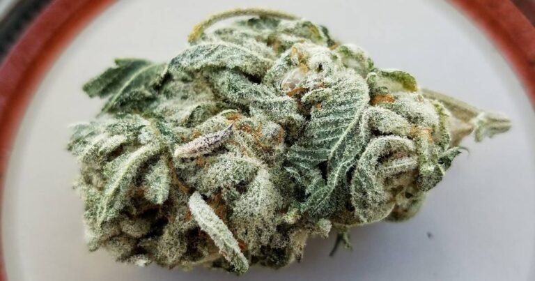 Support For Legal Medical Cannabis In Kansas Remains Strong