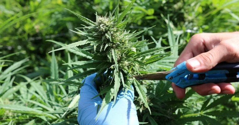 Study: Cannabis Employees At Risk Of Work-Related Asthma