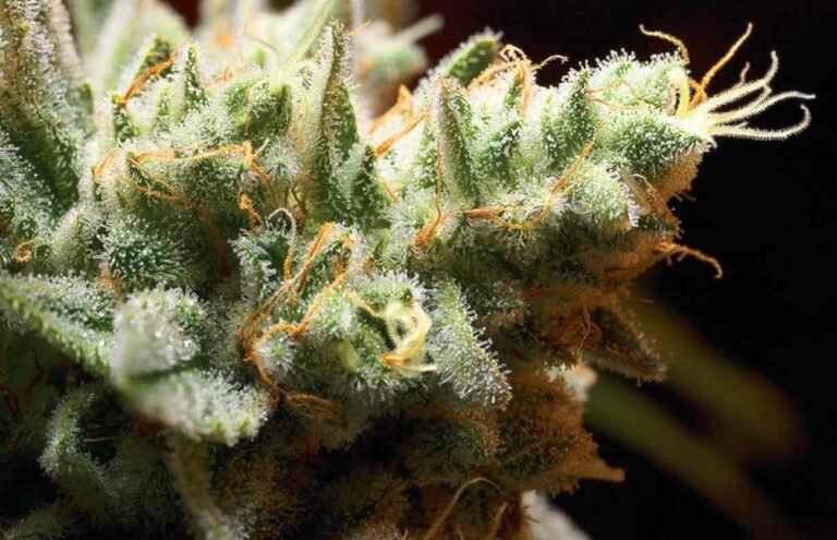 How to Test the Moisture Content of Your Cannabis - MEDCAN24