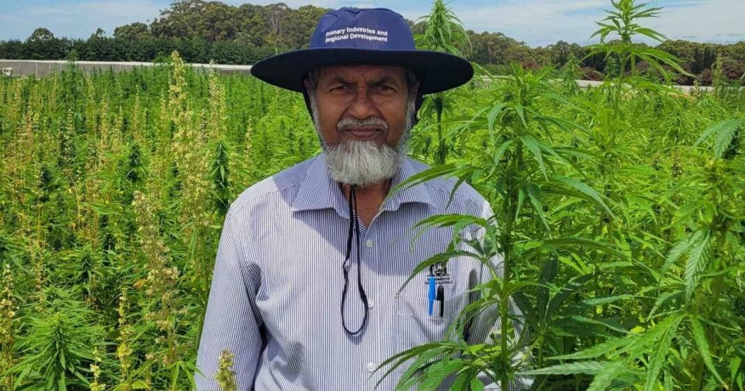 Western Australia Industrial Hemp Trials Prove Promising