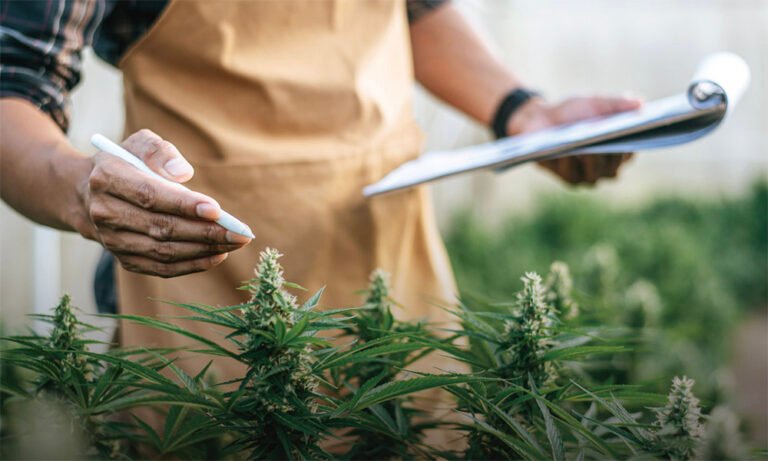 InTrack CFO Delivers Trusted Financial Services for Cannabis Businesses - MEDCAN24