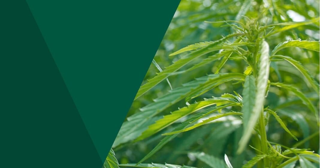 Victorian Industrial Hemp Consultation Kicks Off