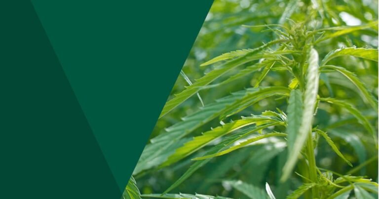 Victorian Industrial Hemp Consultation Kicks Off