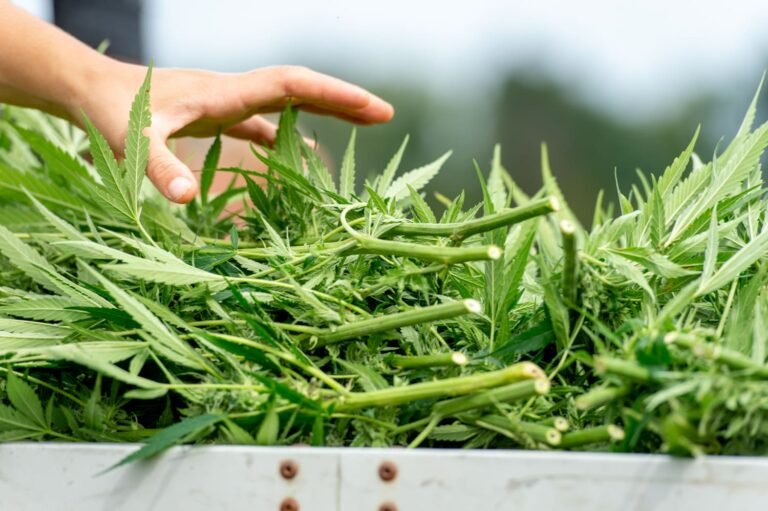 Legal Marijuana Access Reduces Suicide Rates For Older Adults, New Study Suggests - MEDCAN24