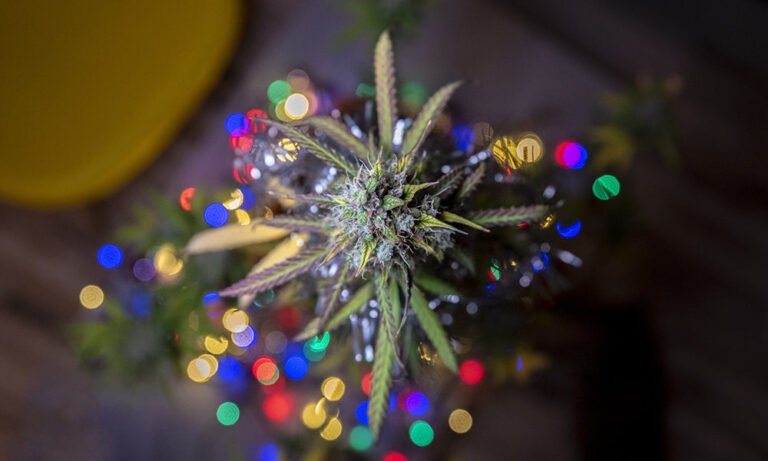 If You Want to Smoke (Christmas) Trees, Ask Santa for These Strains