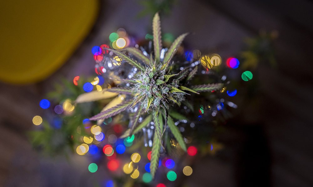 If You Want to Smoke (Christmas) Trees, Ask Santa for These Strains