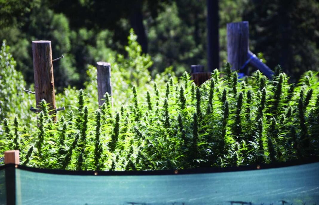Re-Coup Winter Costs: Grow Outdoor - MEDCAN24