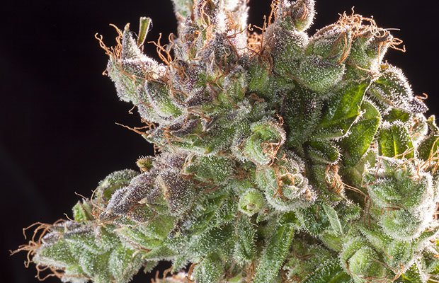 Cannabis for Christmas: Strains to Celebrate the Season - MEDCAN24