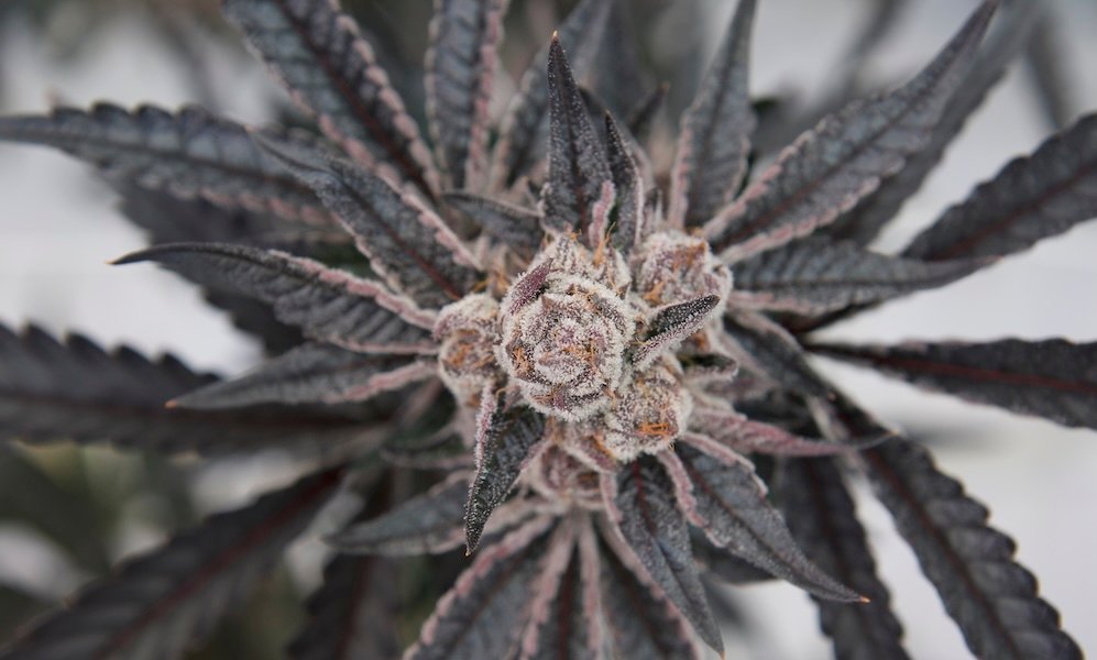 From Buds to Seeds: The Evolution of a Cannabis Pioneer