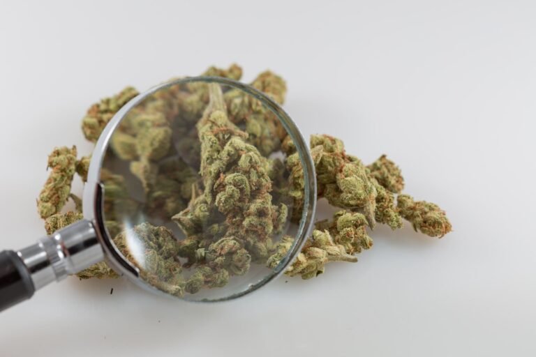 Researchers Published More Than 4,000 Studies On Marijuana This Year As Trump Continues To Weigh Rescheduling - MEDCAN24