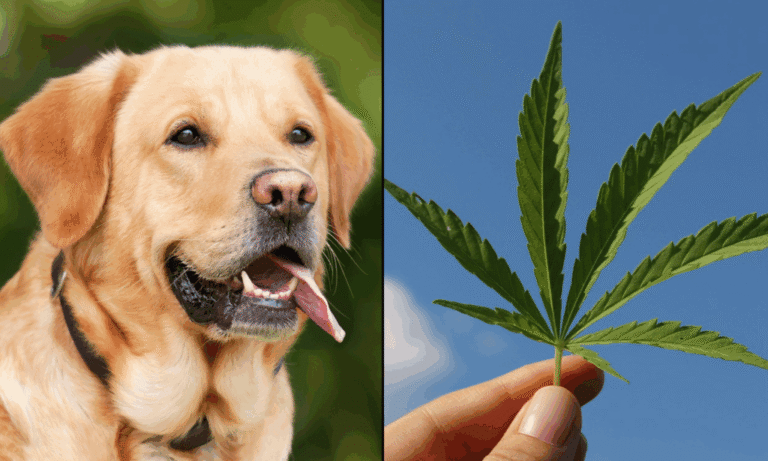 CBD Can Help Aggressive Dogs Chill Out, New Study Shows - MEDCAN24