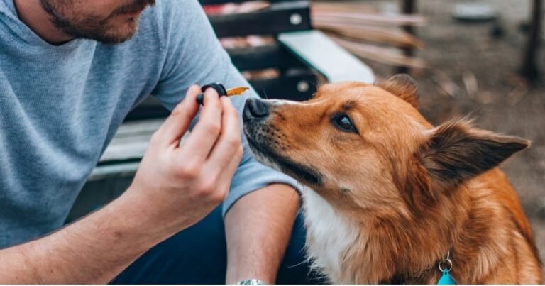 Study Suggests CBD Use In Dogs Could Decrease Aggression