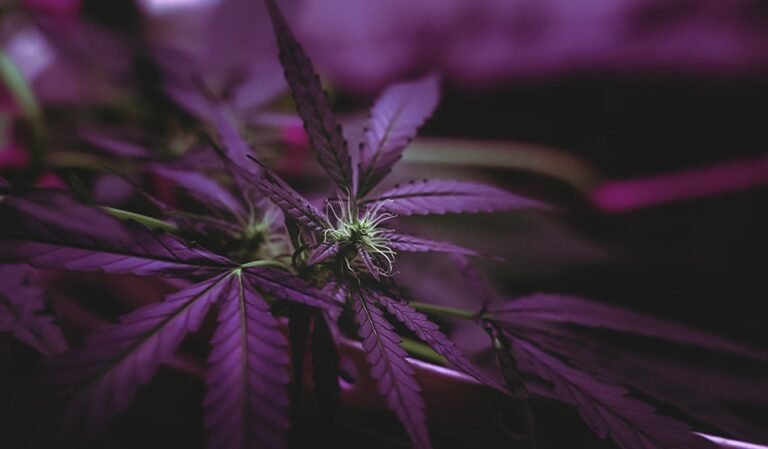 Massachusetts Campaign Cuts it Close, Submits 76K Signatures to End Adult-Use Cannabis Market