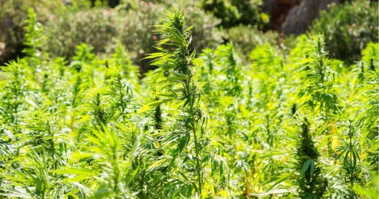 NZ’s Hemp Sector To “Bloom” Under Regulation Reform