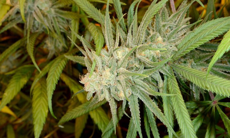 How to Combat Cold Symptoms With Cannabis