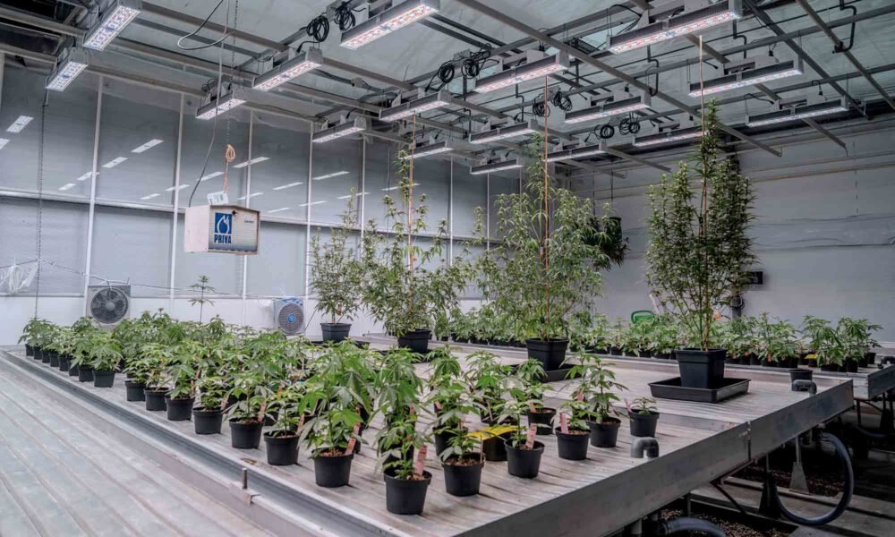 The World’s First AI-Driven Cannabis Seed-Sorting System Is Here