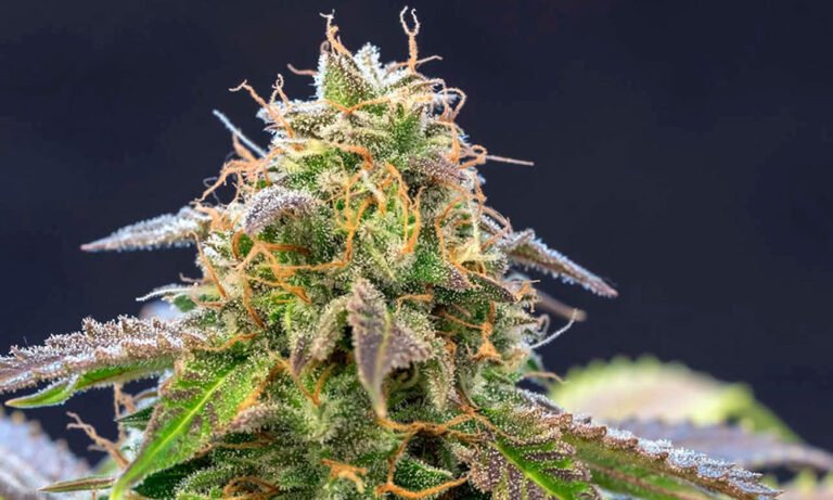 Delta-3 Carene: The Terpene That Promotes Healthy Bones (& Dry Mouth)