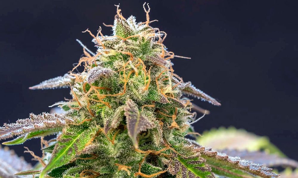 Delta-3 Carene: The Terpene That Promotes Healthy Bones (& Dry Mouth)